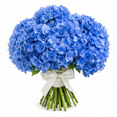 Гортензия синяя