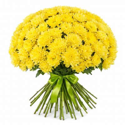 Хризантема кустовая желтая