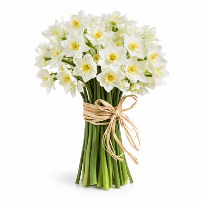 Нарцисс белый