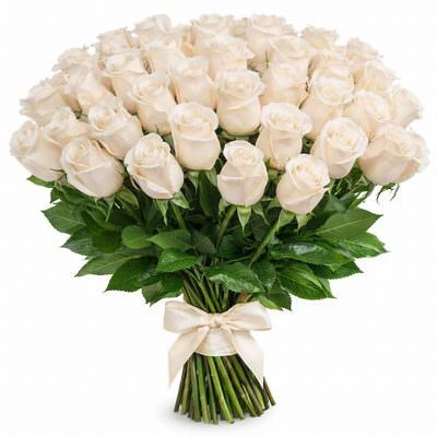 Розы Голландия белые