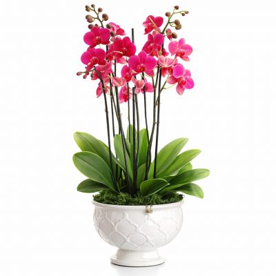 Орхидея в горшке «Бордово-розовая»